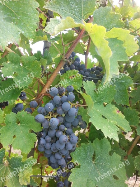 Grapes Wine Winegrowing Wine Harvest Vintage