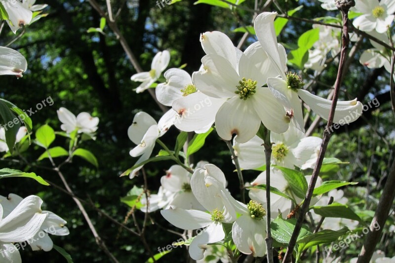 Flower Dogwood White Tree Free Photos