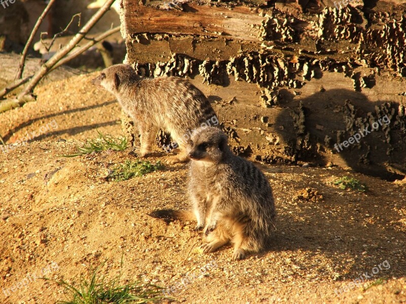 Meerkats Animals Nature Wildlife Zoo