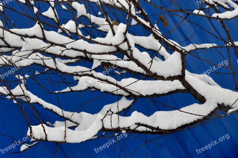 Xue Bai Snow Snowflake Winter Branch