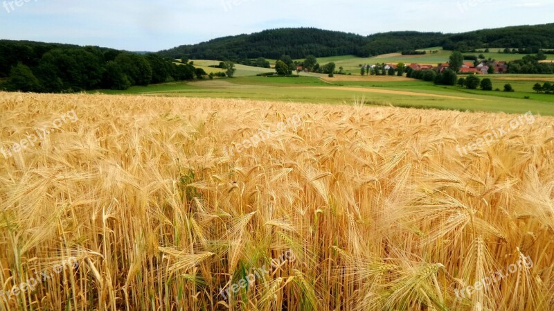 Field Grain Agriculture Field Crops Nature