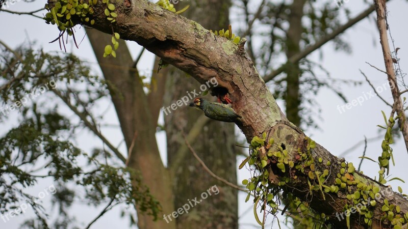 Barbet Bird Wild Nest Asia