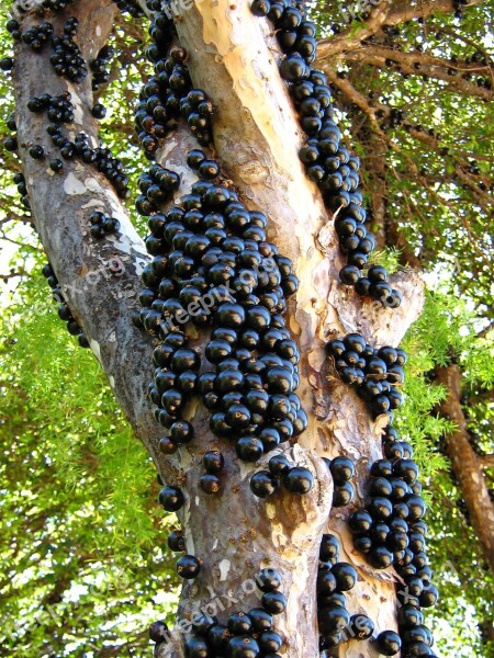 Jabuticaba Fruit Tree Trunk Nature