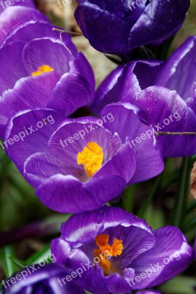 Crocus Flowers Purple Blossom Bloom