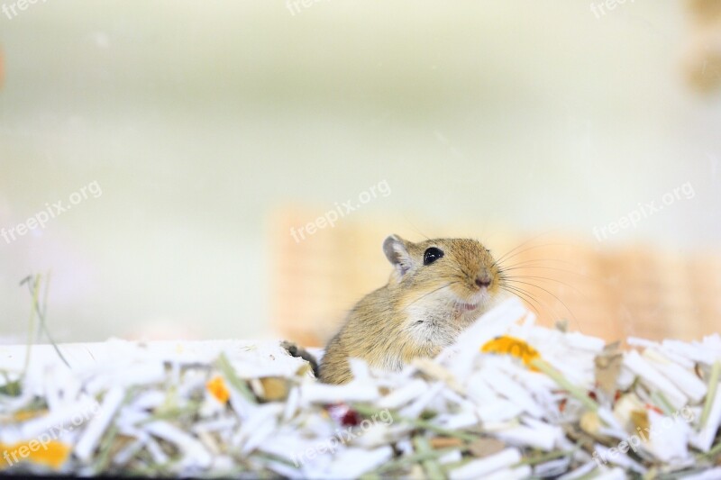 Gerbil Mouse Pet Brown Free Photos