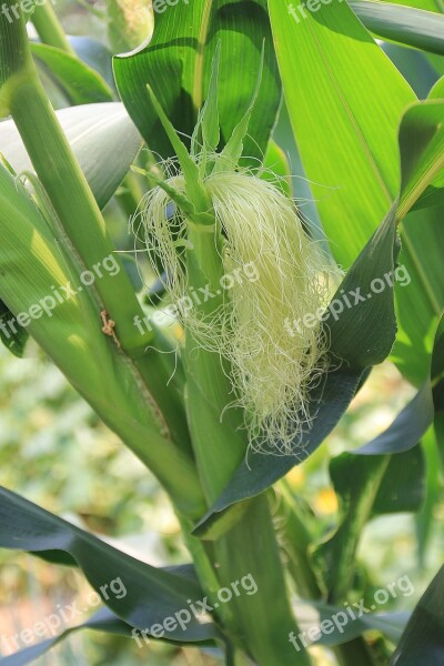 Corn Stalks Corn Ear Corn Silk Maize Corn