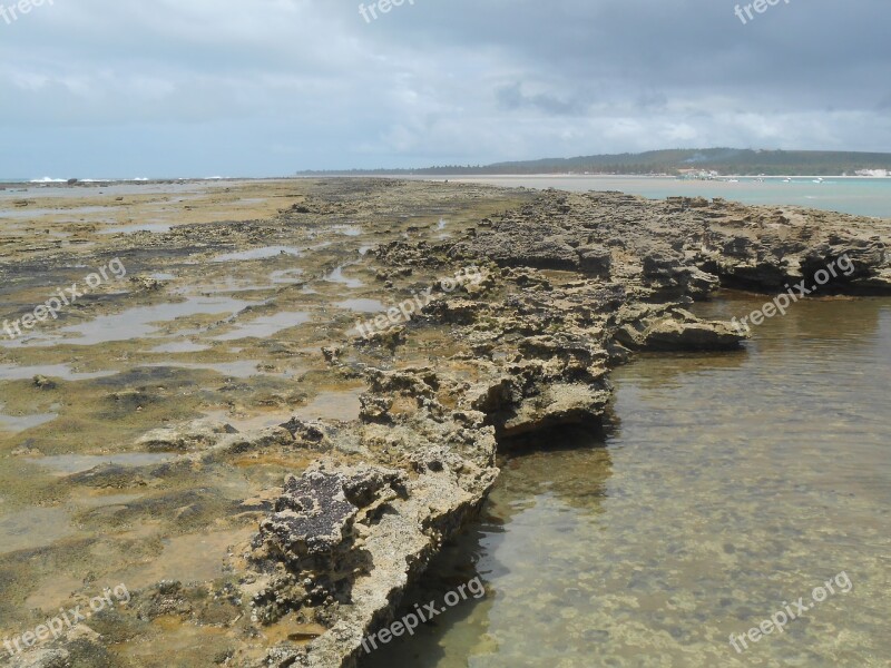 Coral Reef Maceió Mar Free Photos