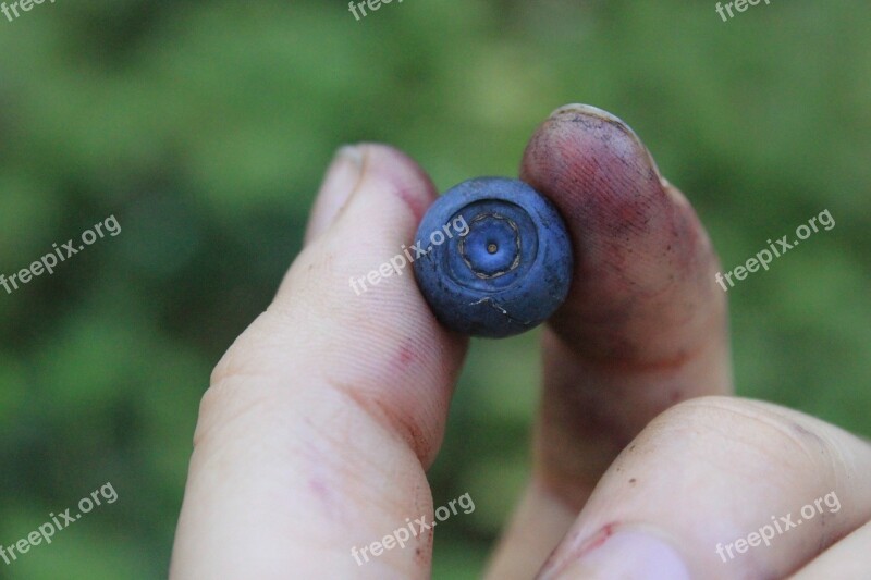 Wild Berry Blueberry Blueberries In The Hand Berry In Hand Dirty Hands