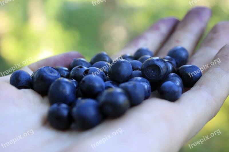 Blueberry Palm Berry Forest Berries Blueberries In The Palm Of Your Hand