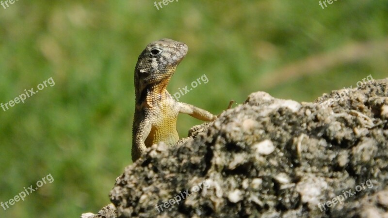 Reptile Lizard Fauna Nature Iguana