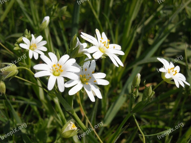 Great Wall Addersmeat White Flowers Large Flowered Wall Stellaria Holostea