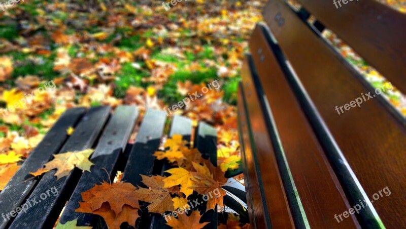 Autumn Foliage Autumn Foliage Yellow Leaves Horse Chestnut