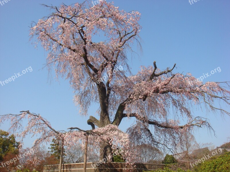 Beijing Cherry Blossom The Summer Palace Spring Free Photos