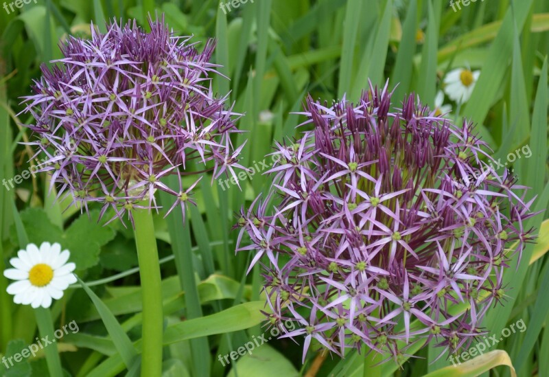 Kitchen Garden Onion Flowers Purple Free Photos