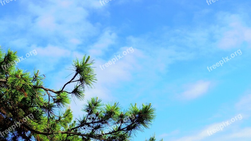 Sky Pine Gyeongpodae Landscape Wood