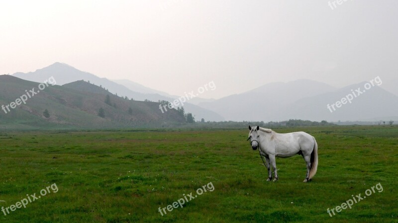 Mongolia Steppe Horse Landscape Free Photos