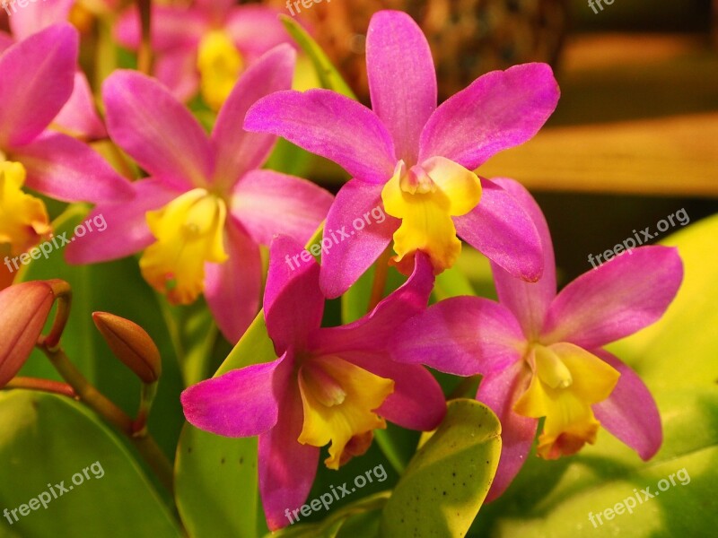 Guardian Liya Orchid Flower Seed Free Photos