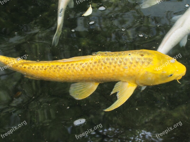 Carp Gold Wealth Free Photos