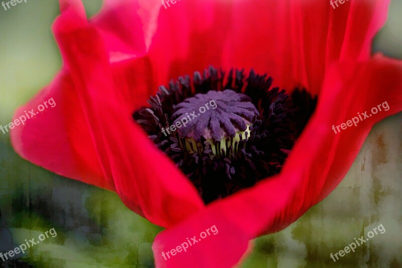 Poppy Red Flower Blossom Bloom