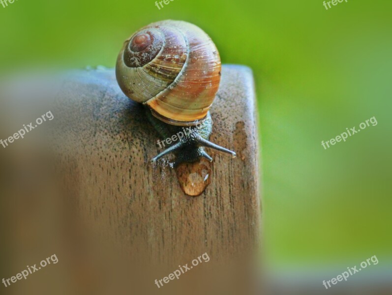 Snail Shell Animal Mollusk Close Up