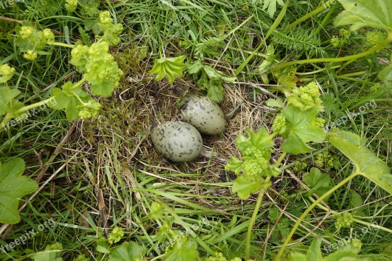 Moeveneier Nest Egg Bird Eggs Free Photos