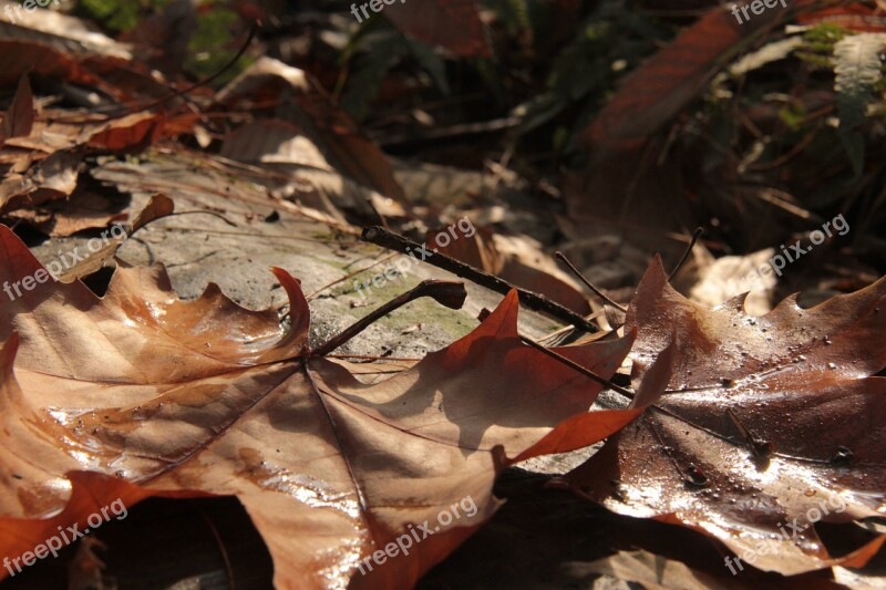 The Leaves Ground Twilight Free Photos