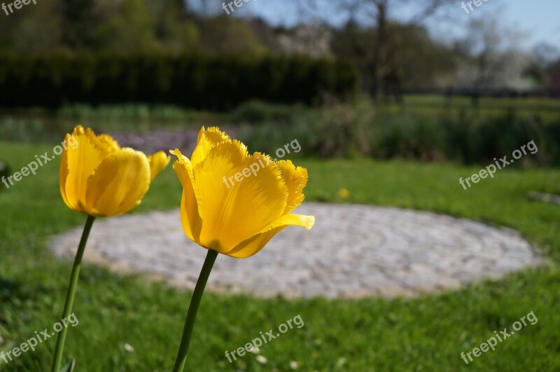 Tulips Flowers Yellow Summer Nature