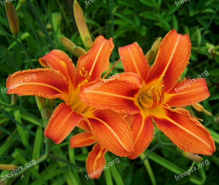 Daylily Orange-red Color Flower Garden Free Photos