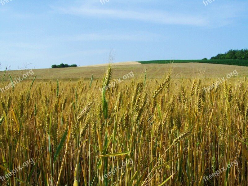 Yellow-green Wheat Grain Crops Free Photos