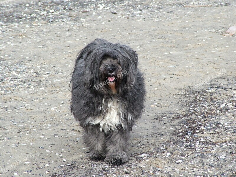 Dog Tibetan Terrier Baltic Sea Beach Free Photos