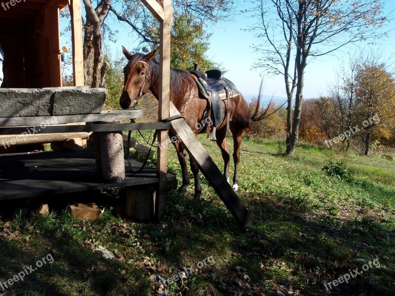 Horses Trips Nature Free Photos