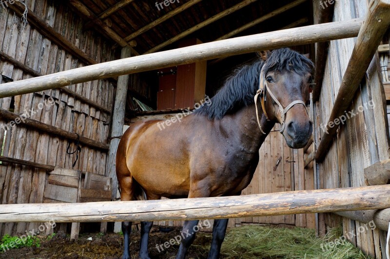 Horse Mare Animal Stallion Farm