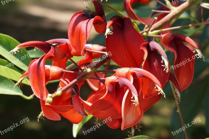 Flower Flora Red Nature Blossom