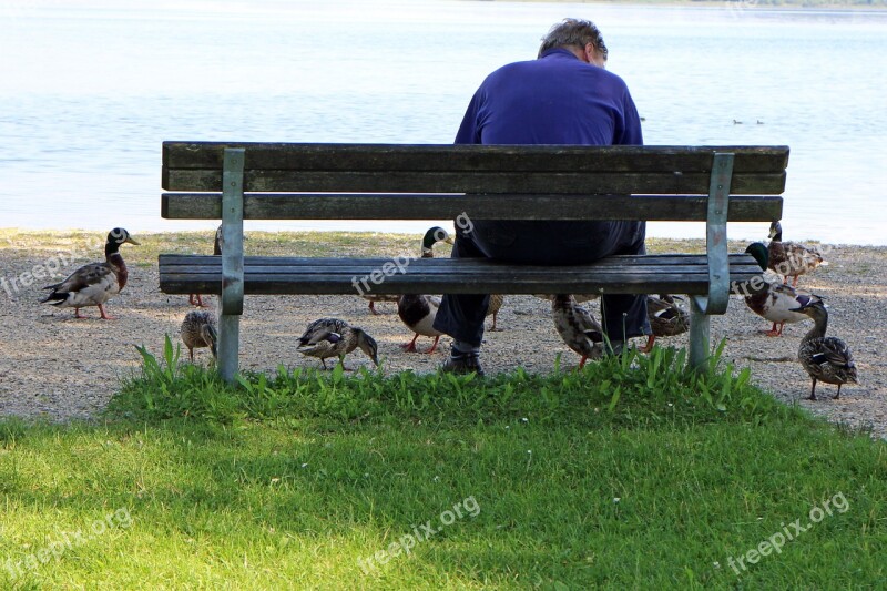 Man Person Ducks Feed Bench