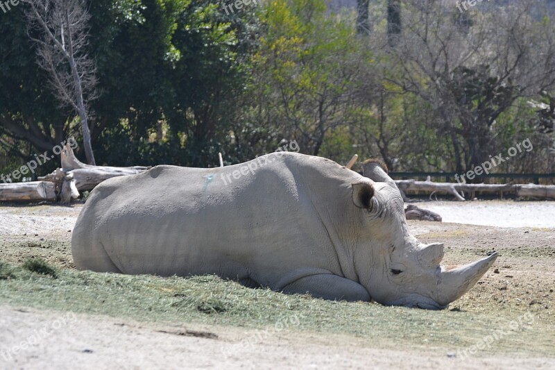 Rhino White Garden Tree Nature