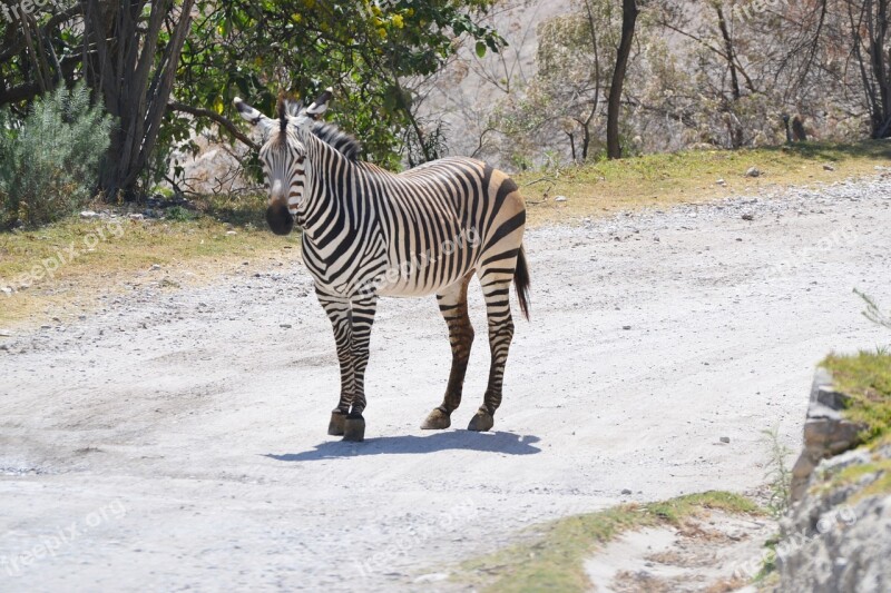 Zebra Zoo White Black Light