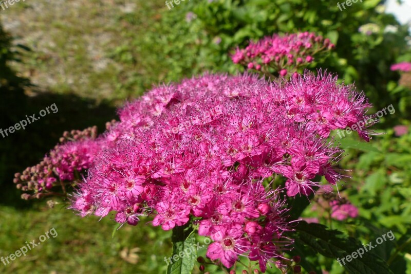 Spierstrauch Spiraea Flowers Stamens Flower Umbel