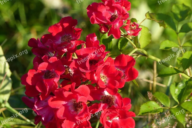 Rose Red Meidiland Ground Cover Rose Red Garden Plant