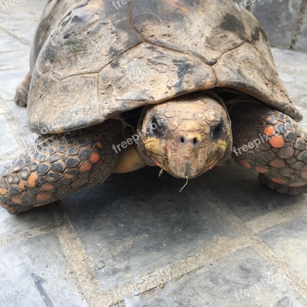 Turtle Tortoise Slow Shell Pet