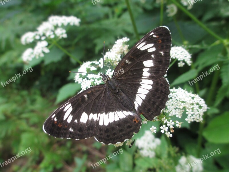 Eurasian White Admiral White Admiral Butterfly Flower Meadow