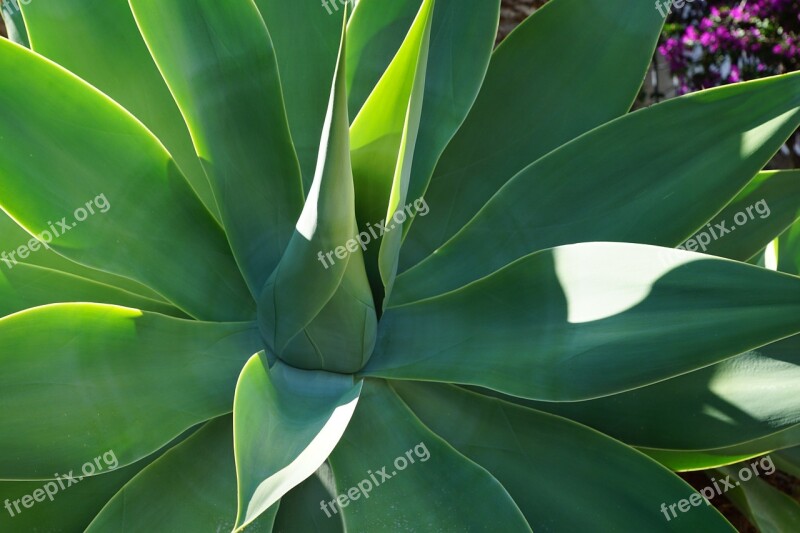 Agave Plant Green Agavengewächs Cactus