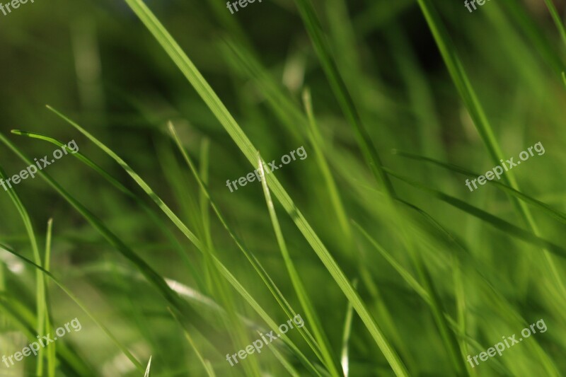 Grass Green Meadow Plant Nature