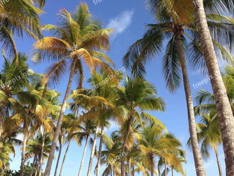 Palm Sky Holiday Summer Light