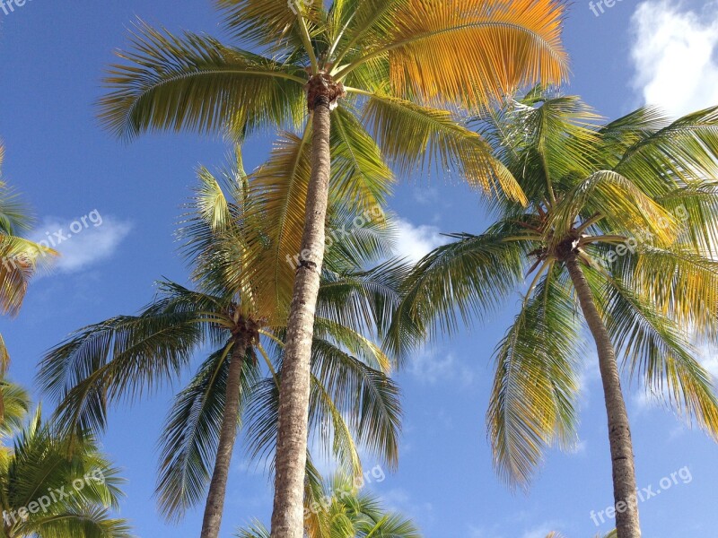 Palm Sky Holiday Summer Light