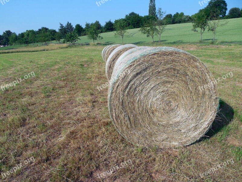 Straw Straw Bales Round Bales Stubble Summer