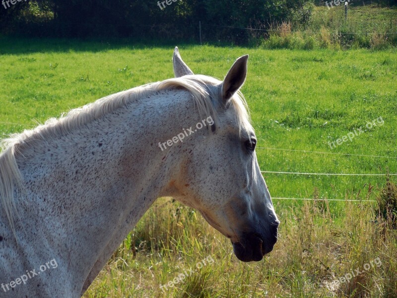 Horse Paddock Mane Horse Head Graceful