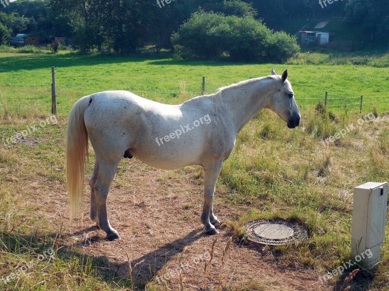 Horse Paddock Mane Horse Head Graceful