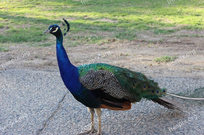 Peacock Bird Animal Blue Feather