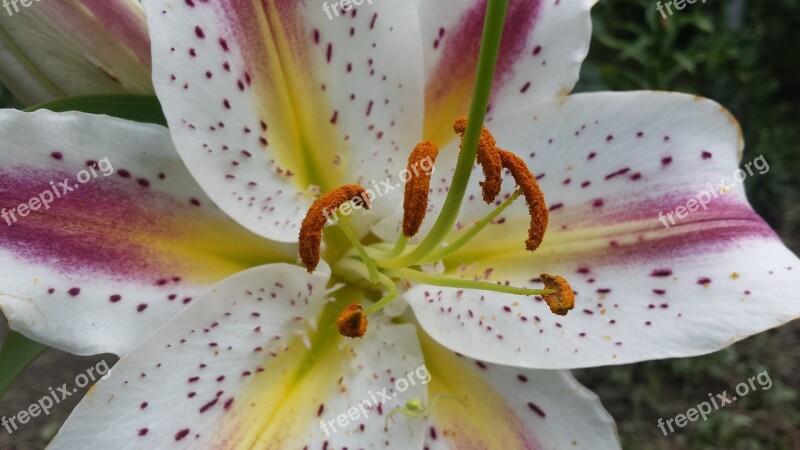 Lily Flowers White Lily Summer Garden Garden