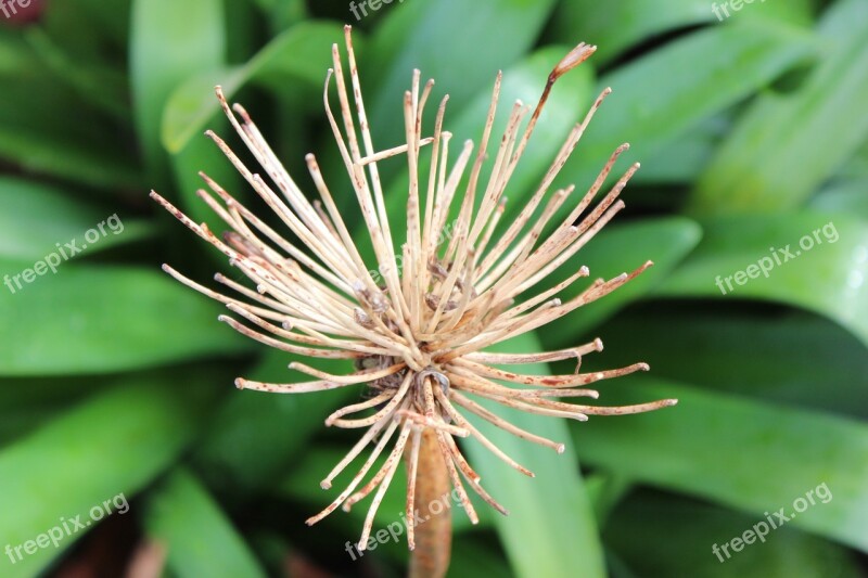 Dry Flower Region Villavicencio Free Photos